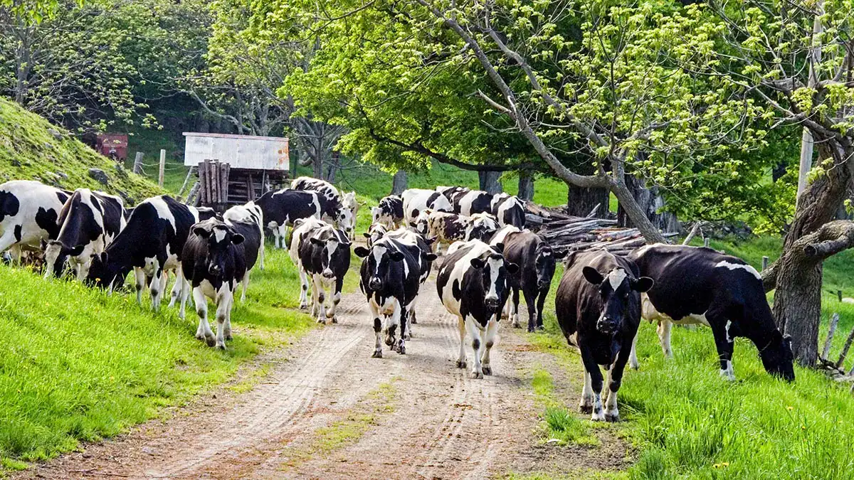 Galleries-Farm-featured-img