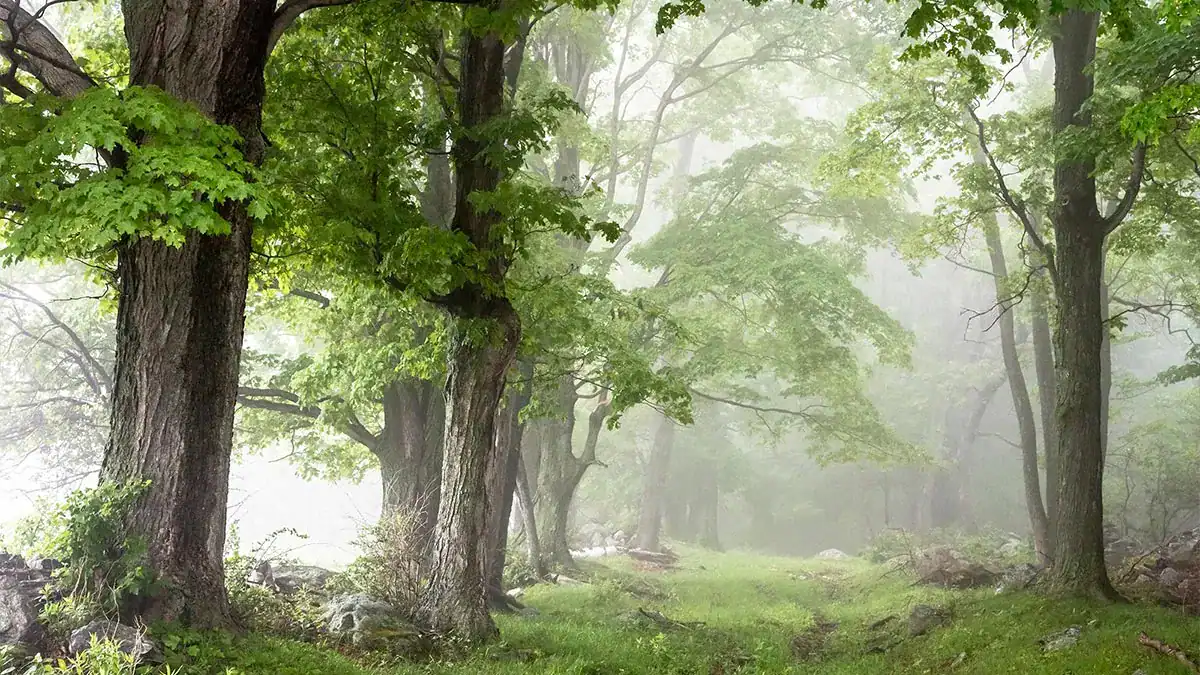 Galleries-Forest-featured-img