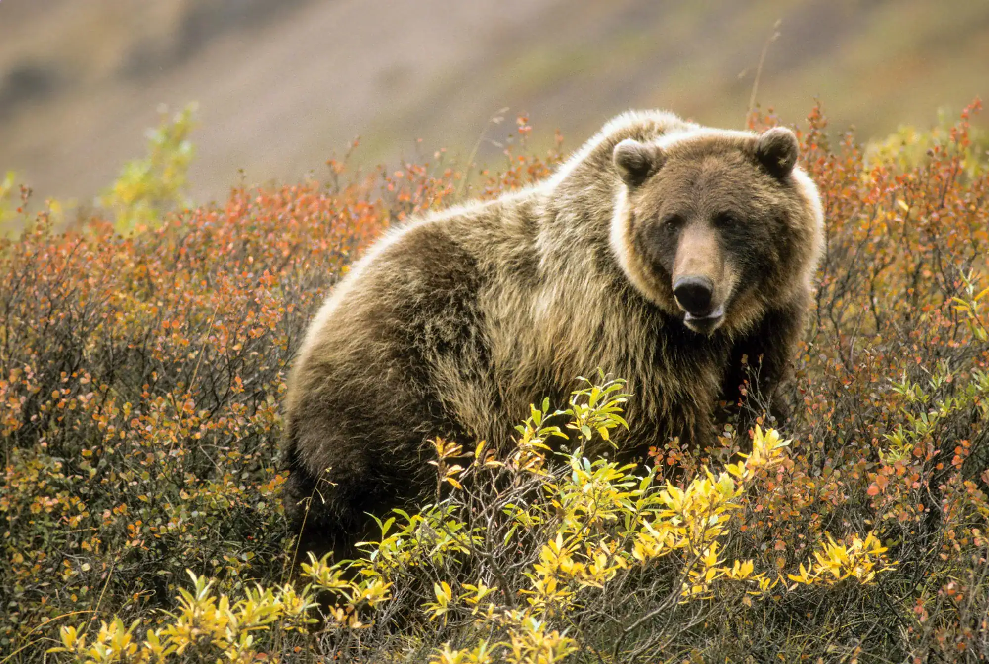Grizzly-Brown-Bear-Alaska-opt-01